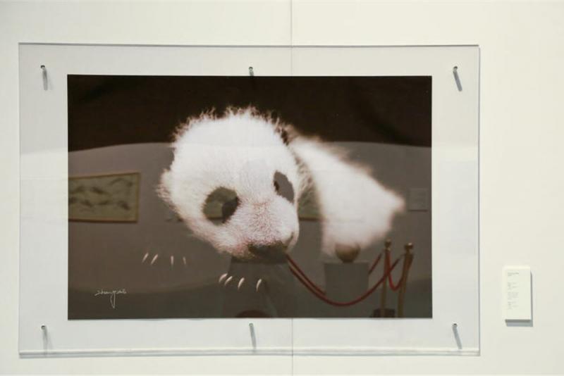 畫作以外亦有攝影作品，中國大熊貓攝影家張志和先生拍攝的這隻初生熊貓十分可愛！