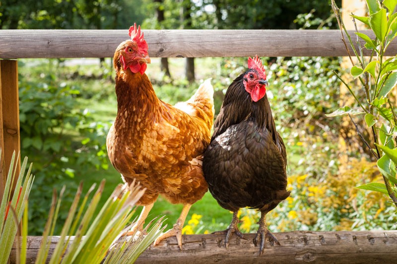 滴雞精比較-雞隻來源及相關質素認證